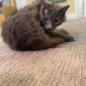 Meet your Posher, Andre